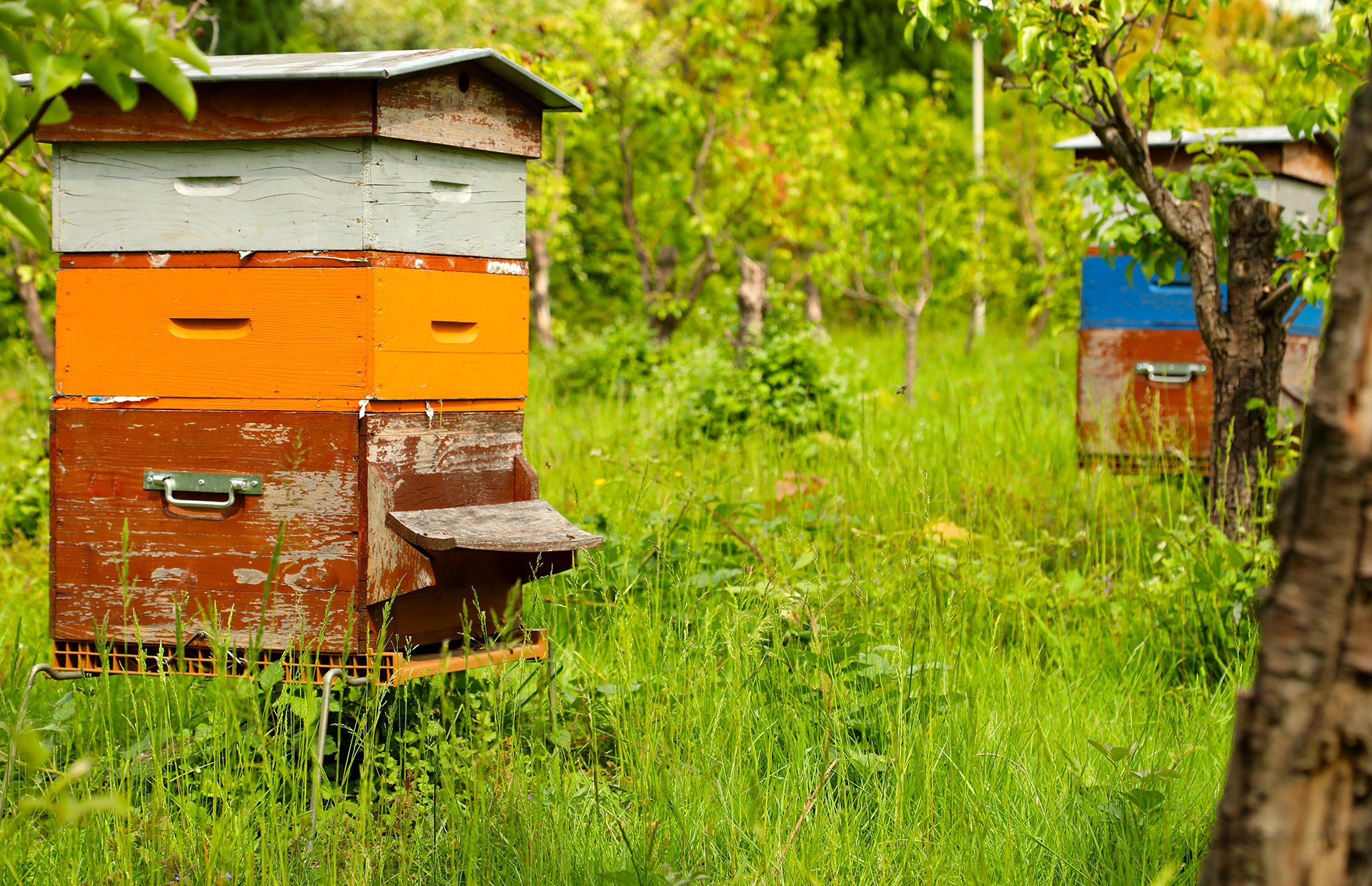 Roissy hives