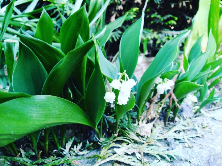 muguet parc du château d'ecouen
