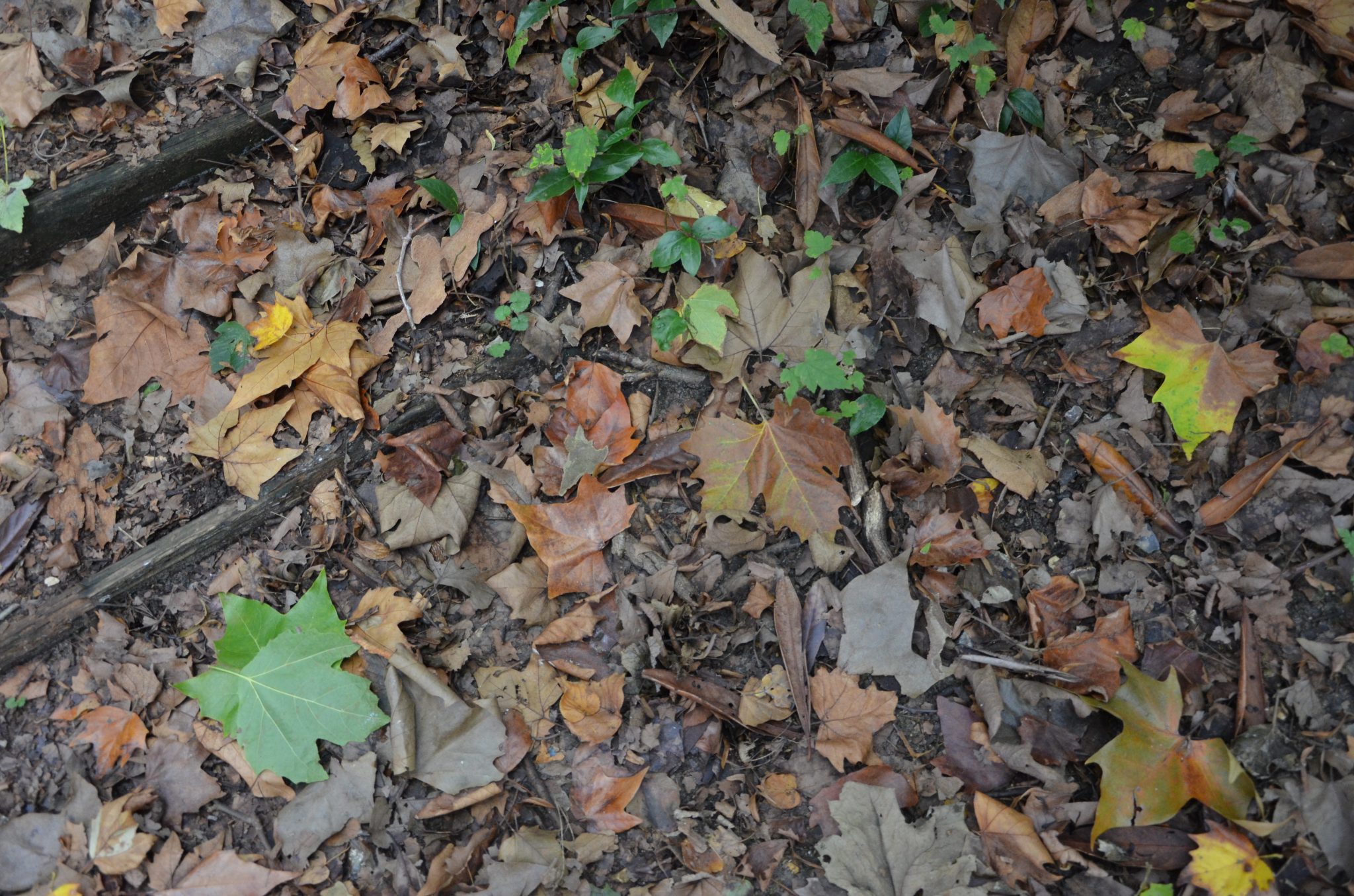 Forest walk in the grounds of Château d'Écouen