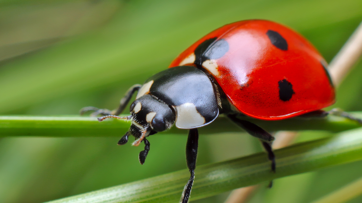 Coccinelle - parcours pédagogique