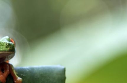Exposition « Beauté de la nature » à Écouen