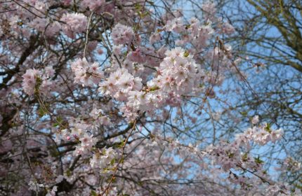 10 choses à voir et à faire à Grand Roissy au printemps !