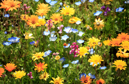 Fête de Printemps à Roissy-en-France : Une journée festive vous attend !