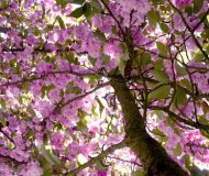 Comme au Japon… sans quitter Roissy-en-France