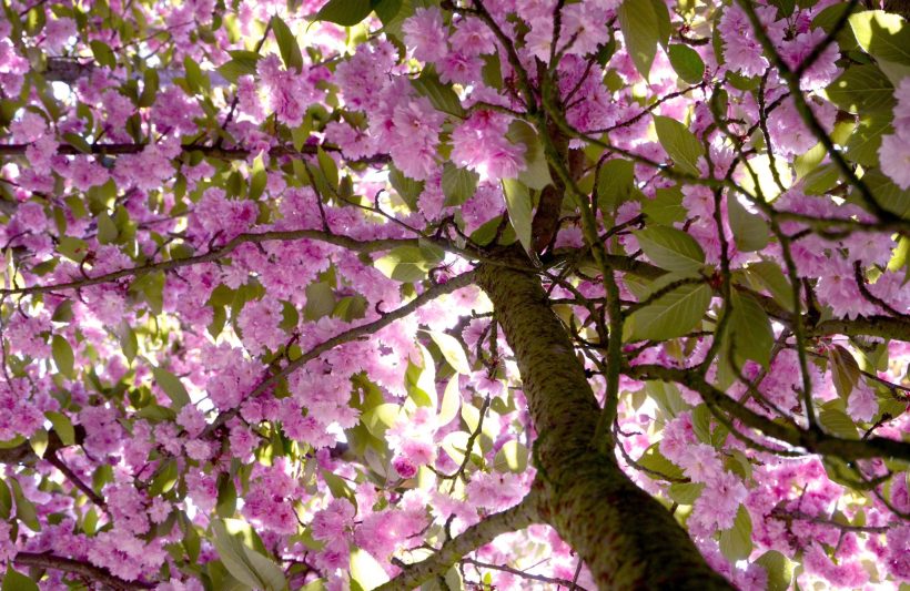 Comme au Japon… sans quitter Roissy-en-France