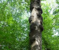 Travaux forestiers dans la forêt régionale d’Écouen