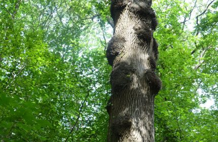 Travaux forestiers dans la forêt régionale d’Écouen