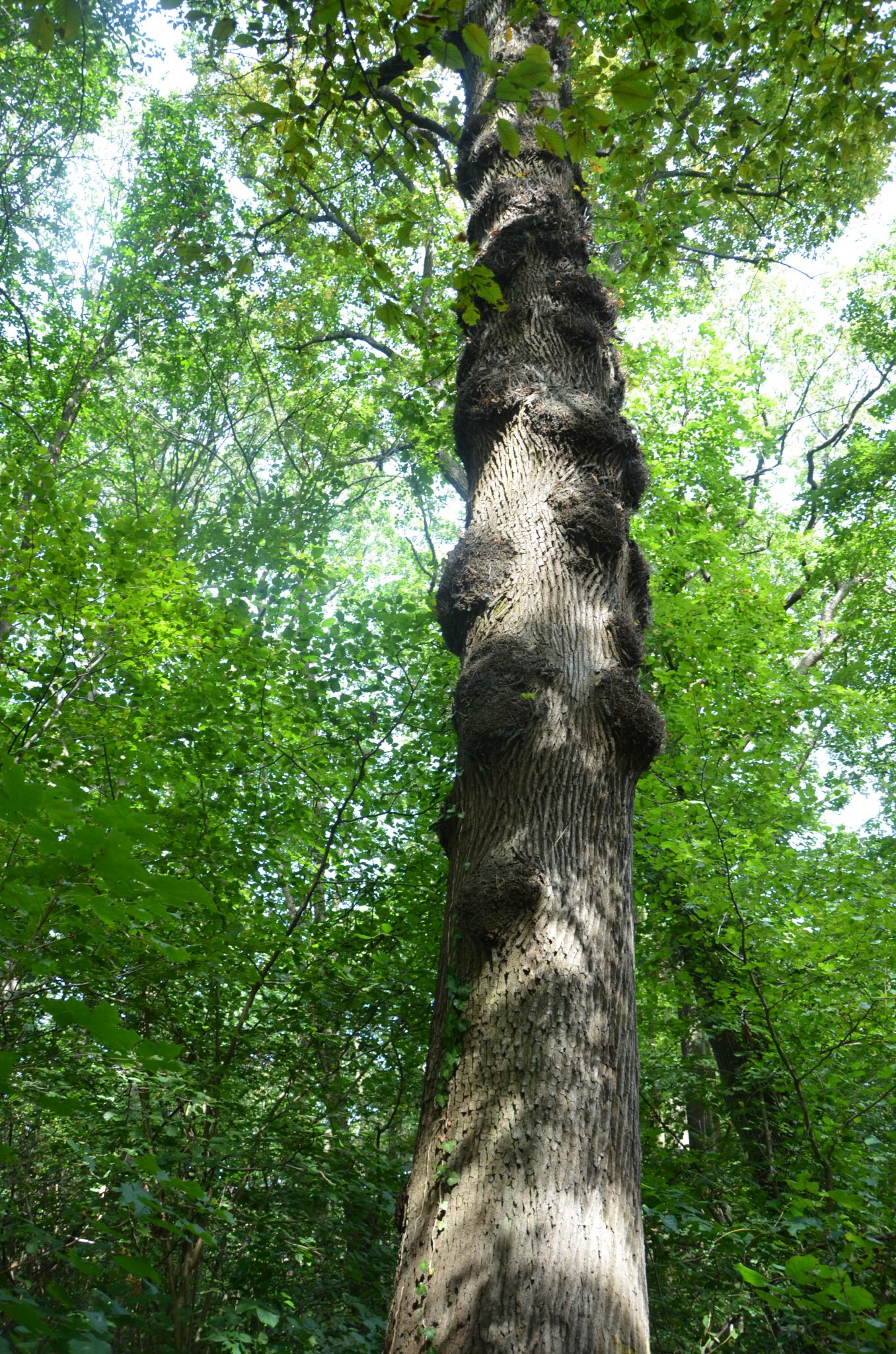 Travaux forestiers dans la forêt régionale d’Écouen