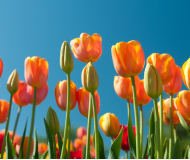 Fête de Printemps à Roissy-en-France