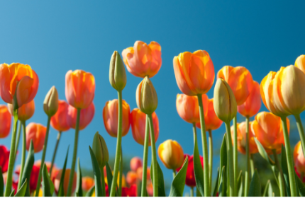 Fête de Printemps à Roissy-en-France