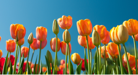 Fête de Printemps à Roissy-en-France