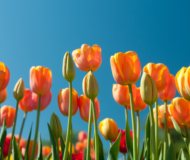 Fête de Printemps à Roissy-en-France