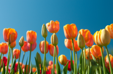 Fête de Printemps à Roissy-en-France
