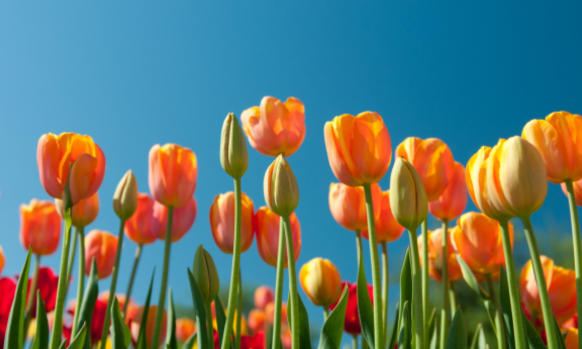 Fête de Printemps à Roissy-en-France