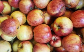 Pommes Verger Pomamour