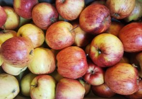 Pommes Verger Pomamour