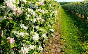 Verger en fleurs