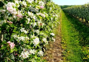 Verger en fleurs