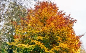 Canal de l’Ourcq automne