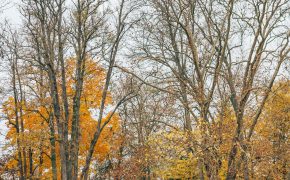 Etang de la Beuvronne automne