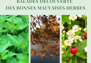 Balade-découverte « des bonnes, mauvaises herbes »
