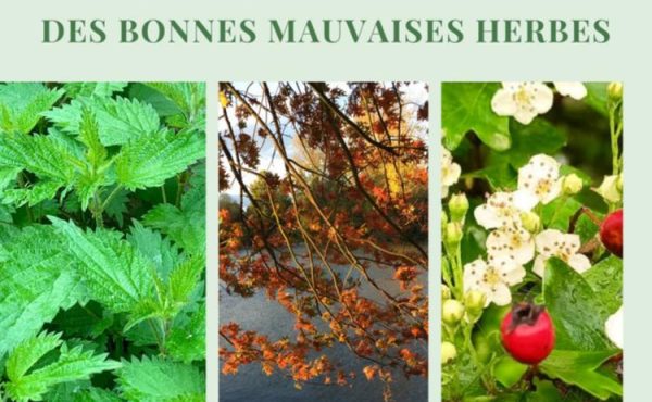 Balade-découverte « des bonnes, mauvaises herbes »