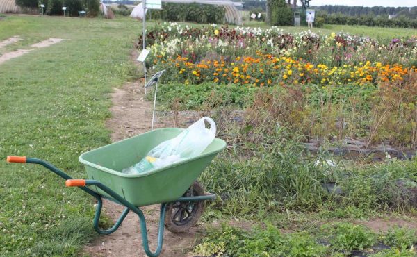 Cueillette de Compans