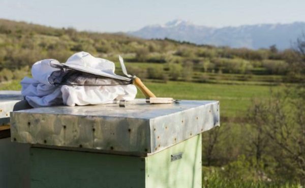 Atelier découverte de l&rsquo;apiculture