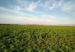 J’écoute, tu chantes, elle bourdonne, vous croassez, elles bruissent