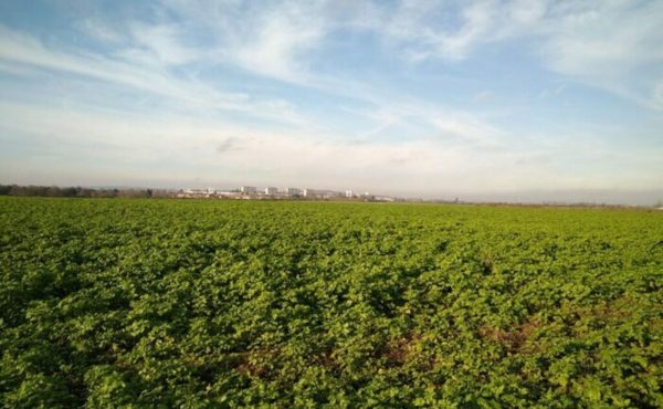 J’écoute, tu chantes, elle bourdonne, vous croassez, elles bruissent