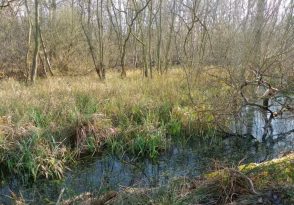 Les zones humides, indispensables pour les amphibiens