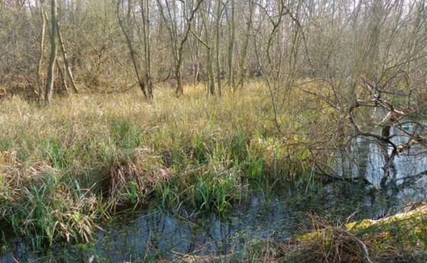 Les zones humides, indispensables pour les amphibiens