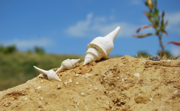 Quand la nature reprend ses droits