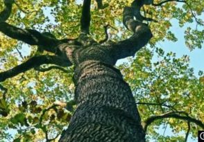 Rendez-vous aux jardins à Ecouen