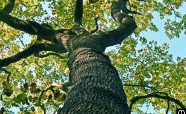 Rendez-vous aux jardins à Ecouen