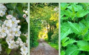 Balade-découverte « des bonnes, mauvaises herbes »