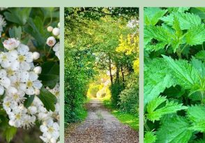 Balade-découverte « des bonnes, mauvaises herbes »