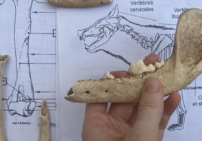 Conférence-atelier-goûter : rencontre avec une archéozoologue, de la fouille au laboratoire