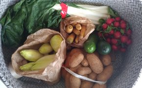 Les papilles en délire