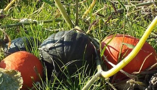 Association Le Panier de Dam’Goele