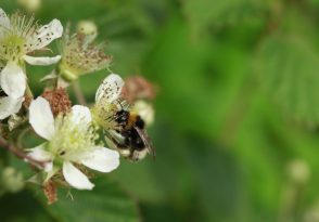 Bee Flow