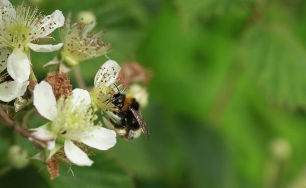 Bee Flow