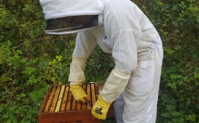 Bee Flow