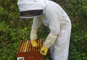 Bee Flow