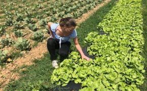 Récolte des salades