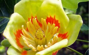 Tulipier de Virginie